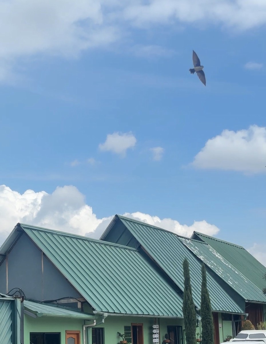 Blue-and-white Swallow - ML643310844