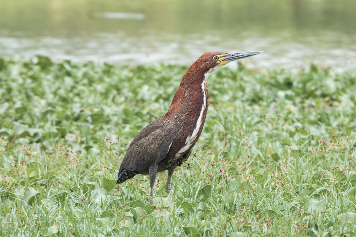 Rufescent Tiger-Heron - ML643310861