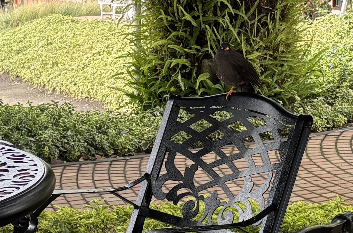 Great Thrush - ML643310863