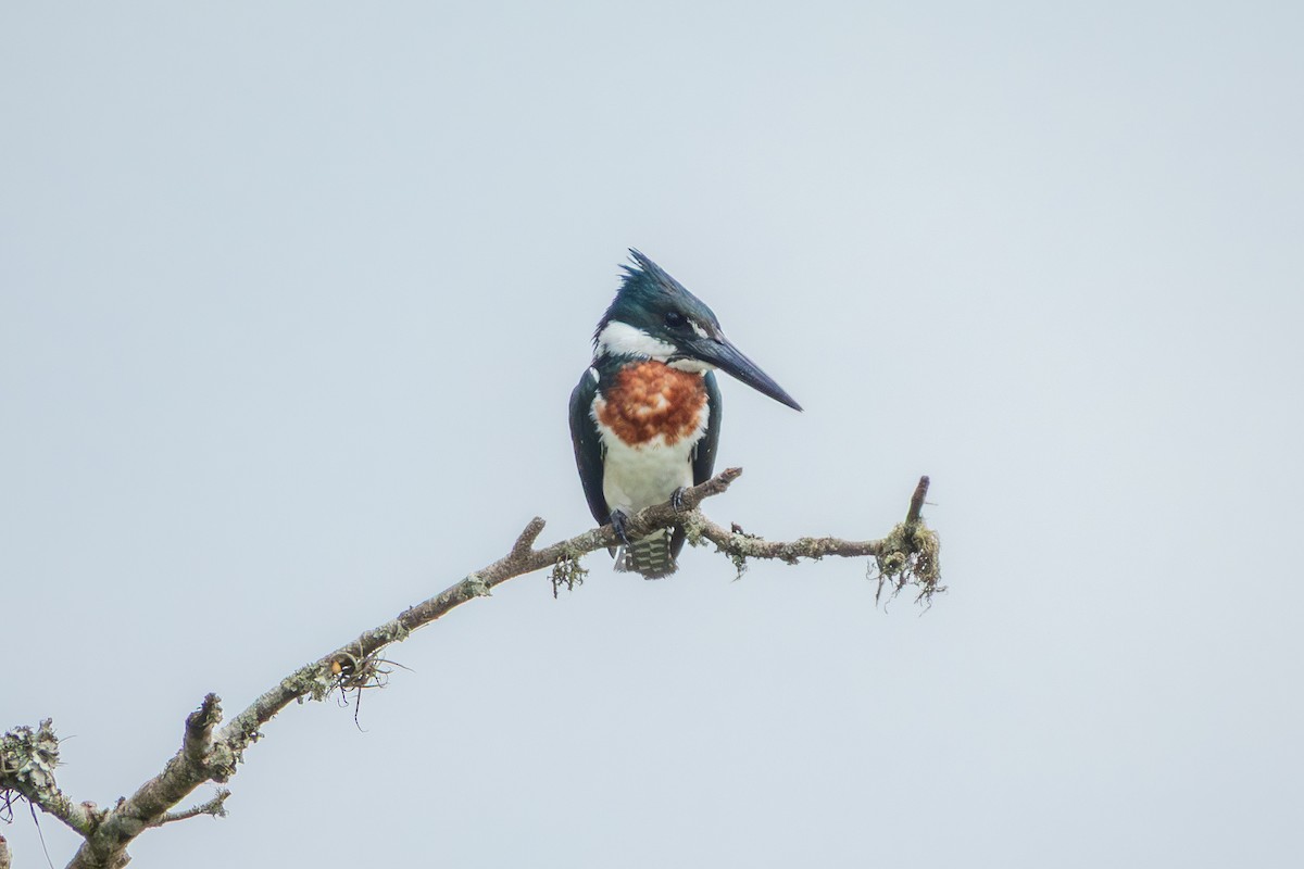 Amazon Kingfisher - ML643310874