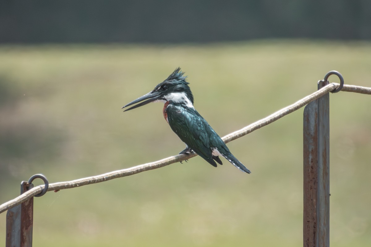 Amazon Kingfisher - ML643310887
