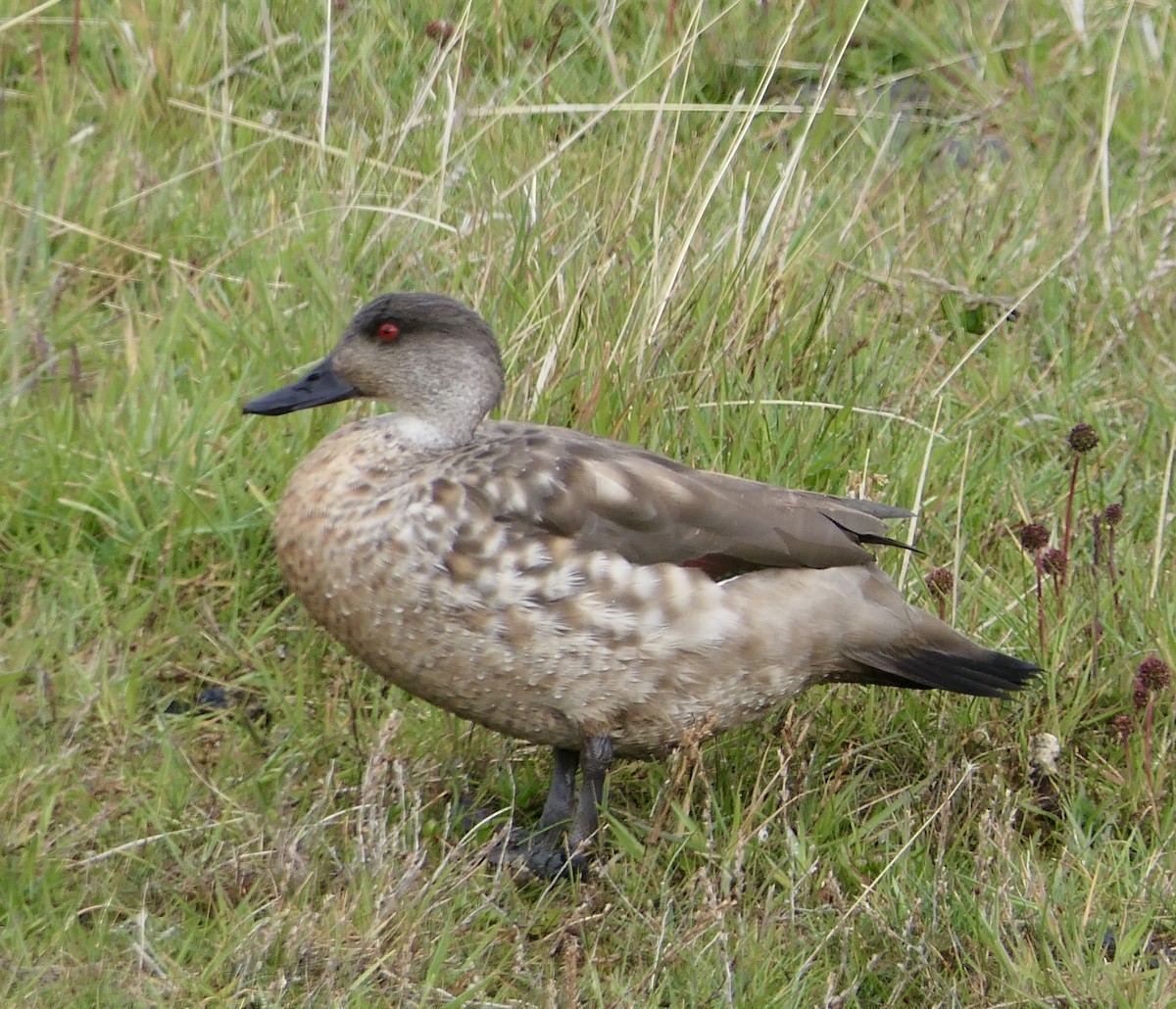 kachna vlasatá - ML643310892