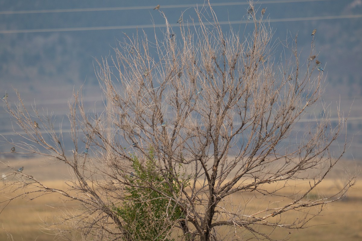 Mountain Bluebird - ML643310903
