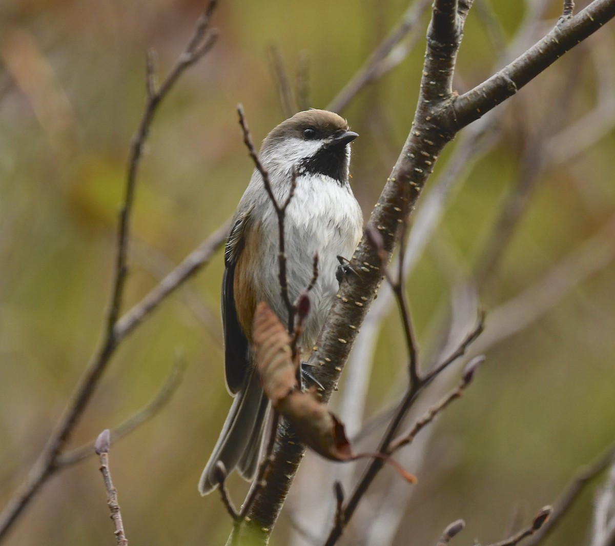 Boreal Chickadee - ML643310912