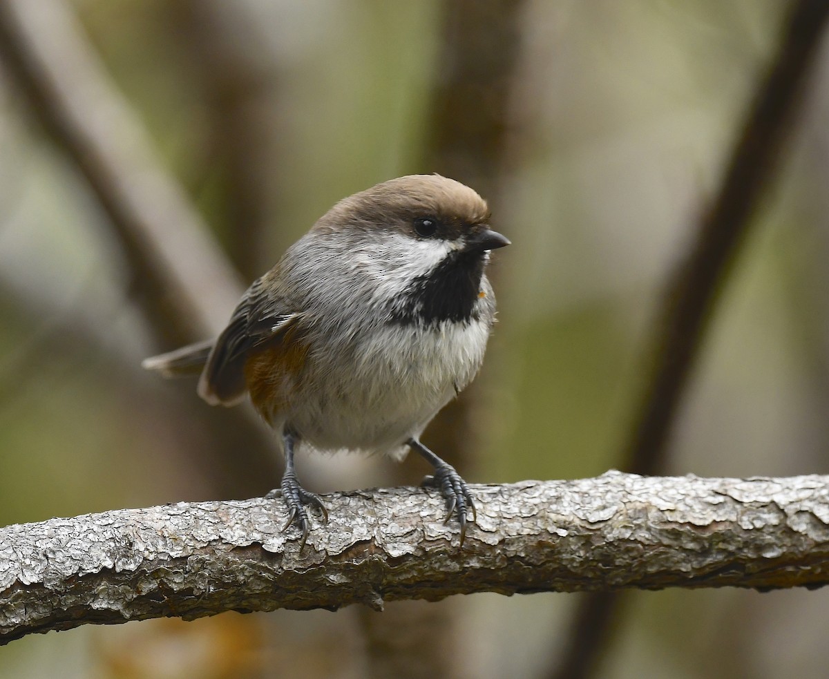 Boreal Chickadee - ML643310913