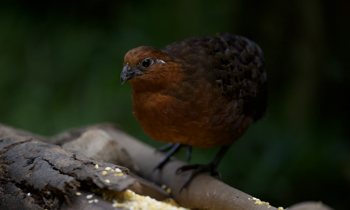 Chestnut Wood-Quail - ML643310923