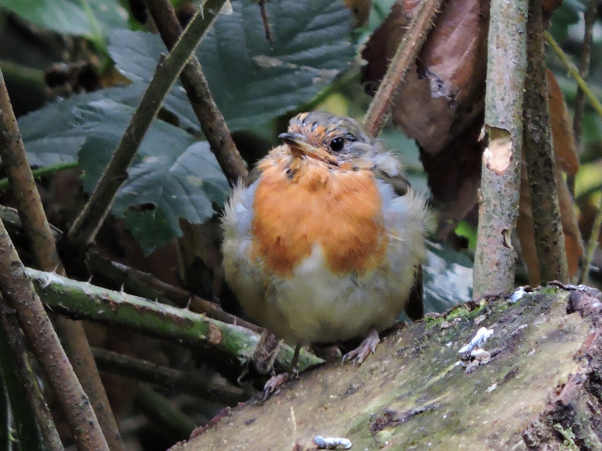 European Robin - ML643310931