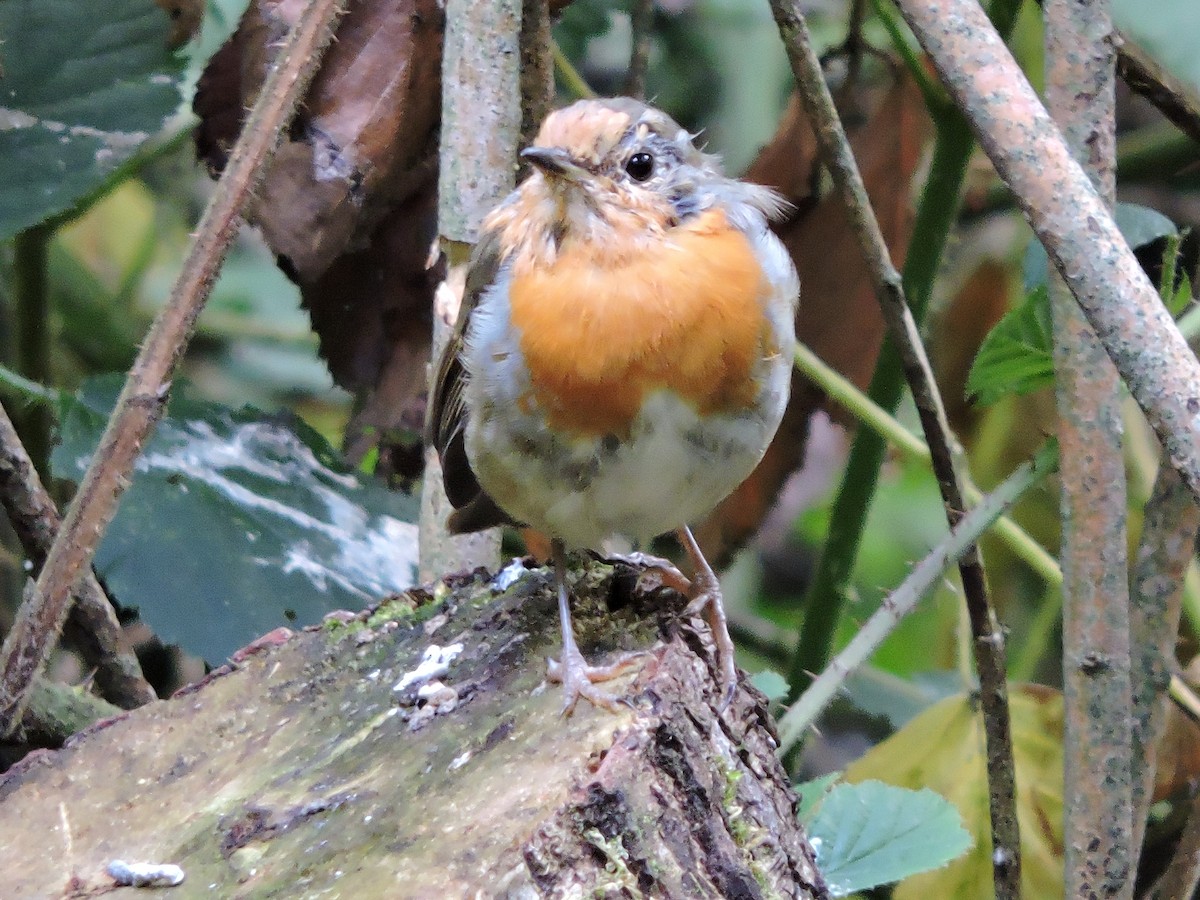 European Robin - ML643310932