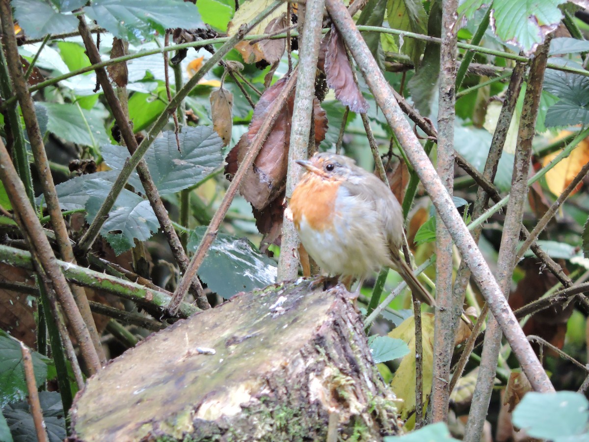 European Robin - ML643310933