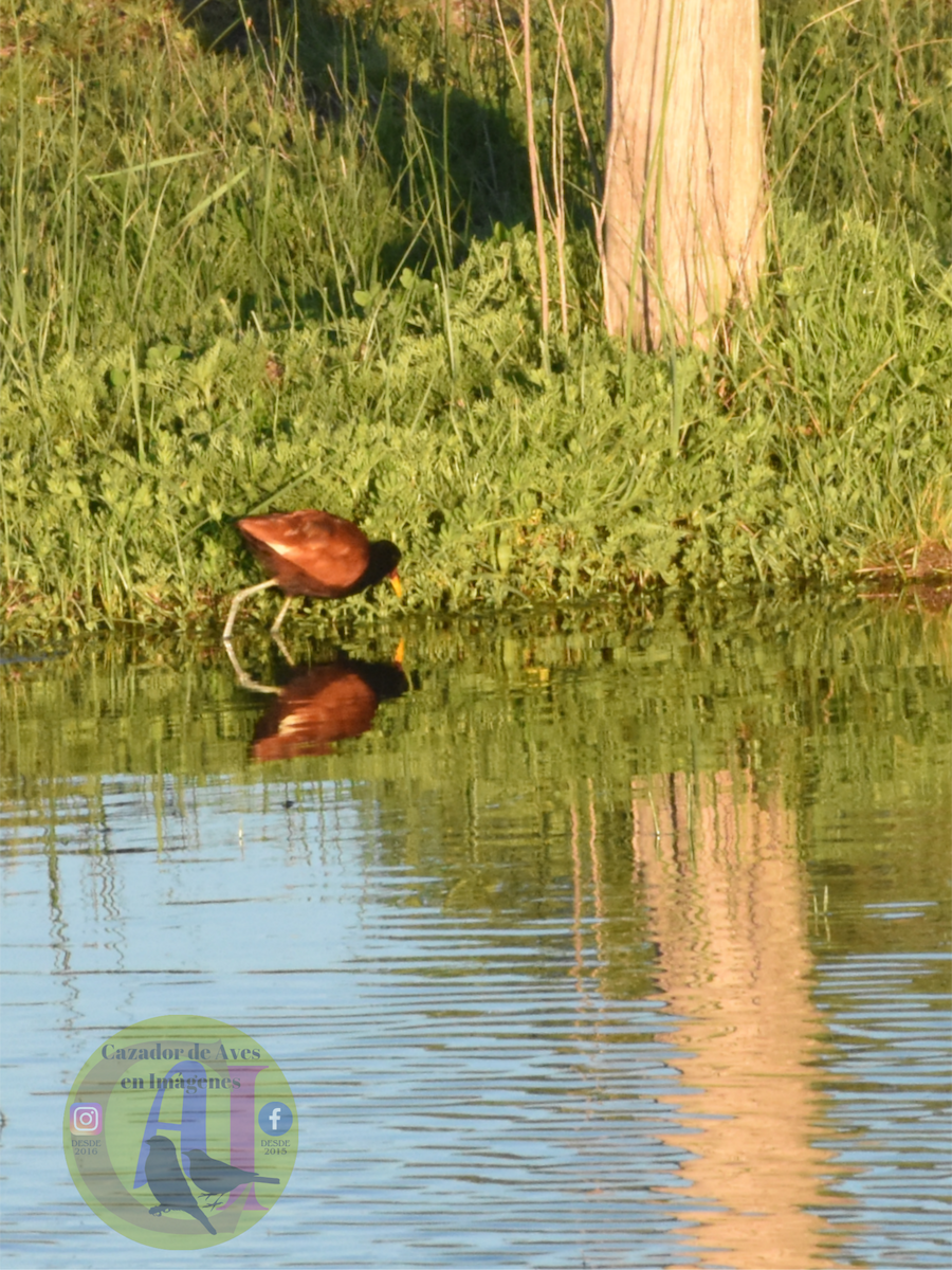 Jacana noir - ML643310941