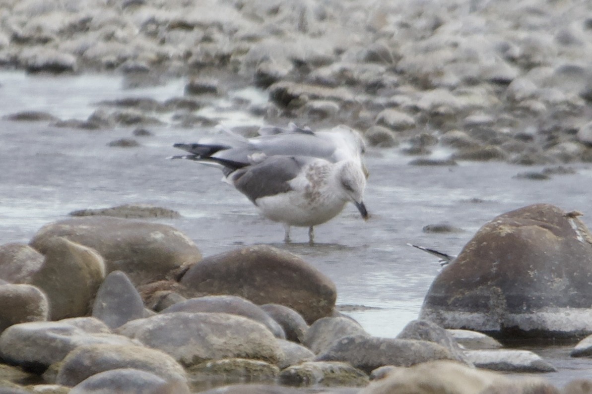 Kaio iluna - ML643310949