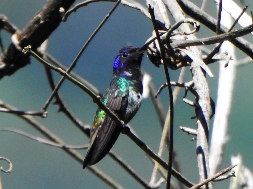 Colibri oenone - ML643310959
