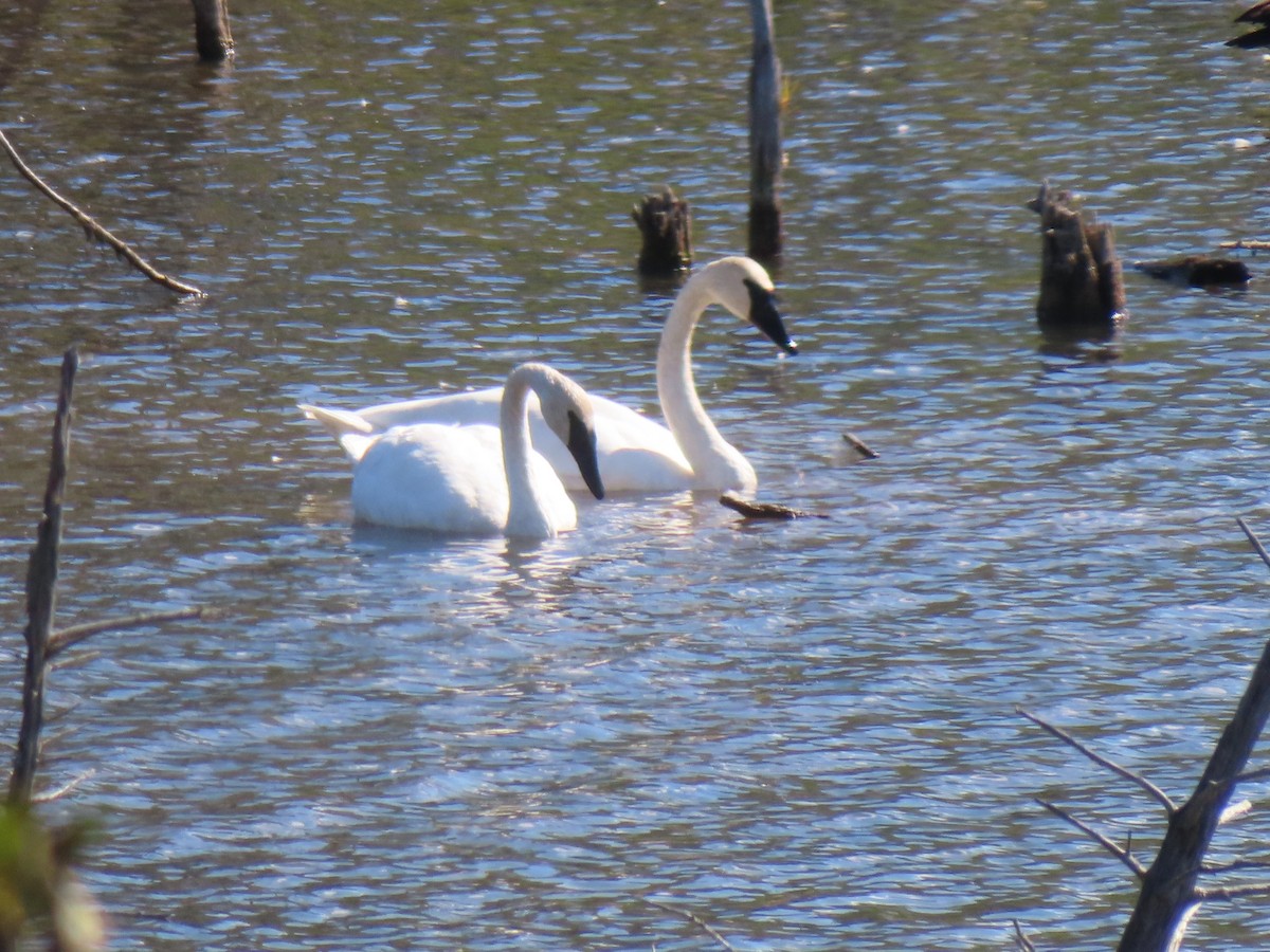 Trumpeter Swan - ML643310967