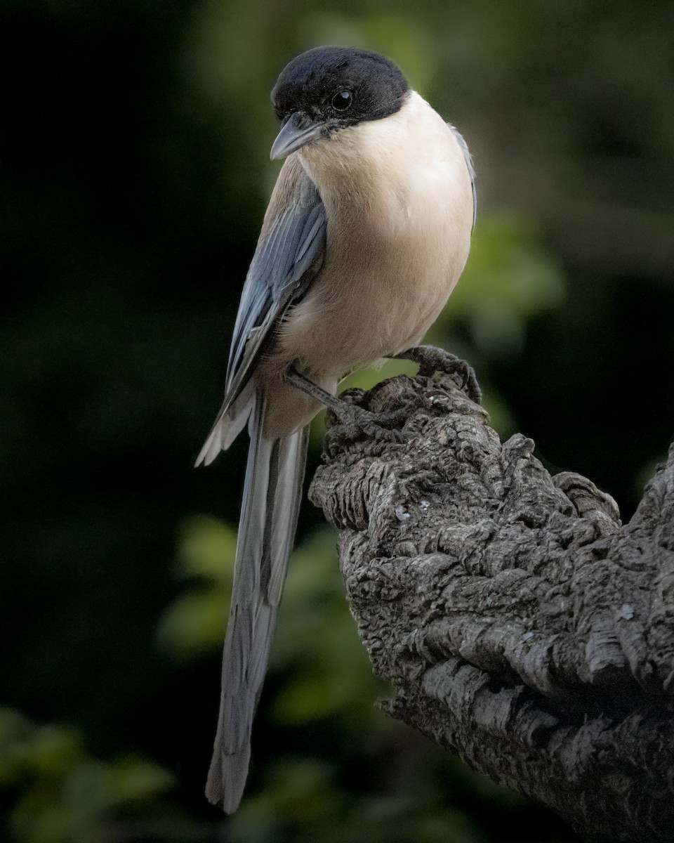 Pie-bleue ibérique - ML643310968