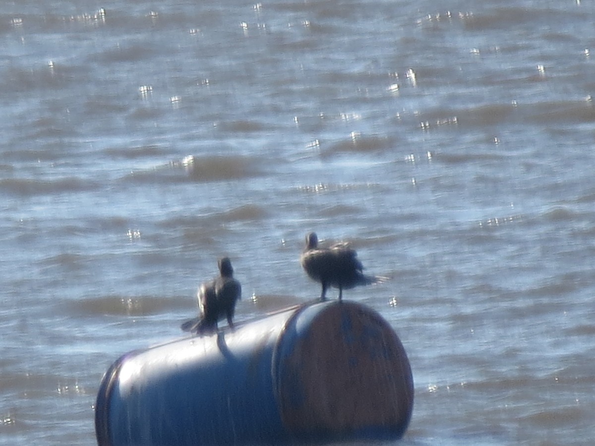 Cormoran vigua - ML643310970