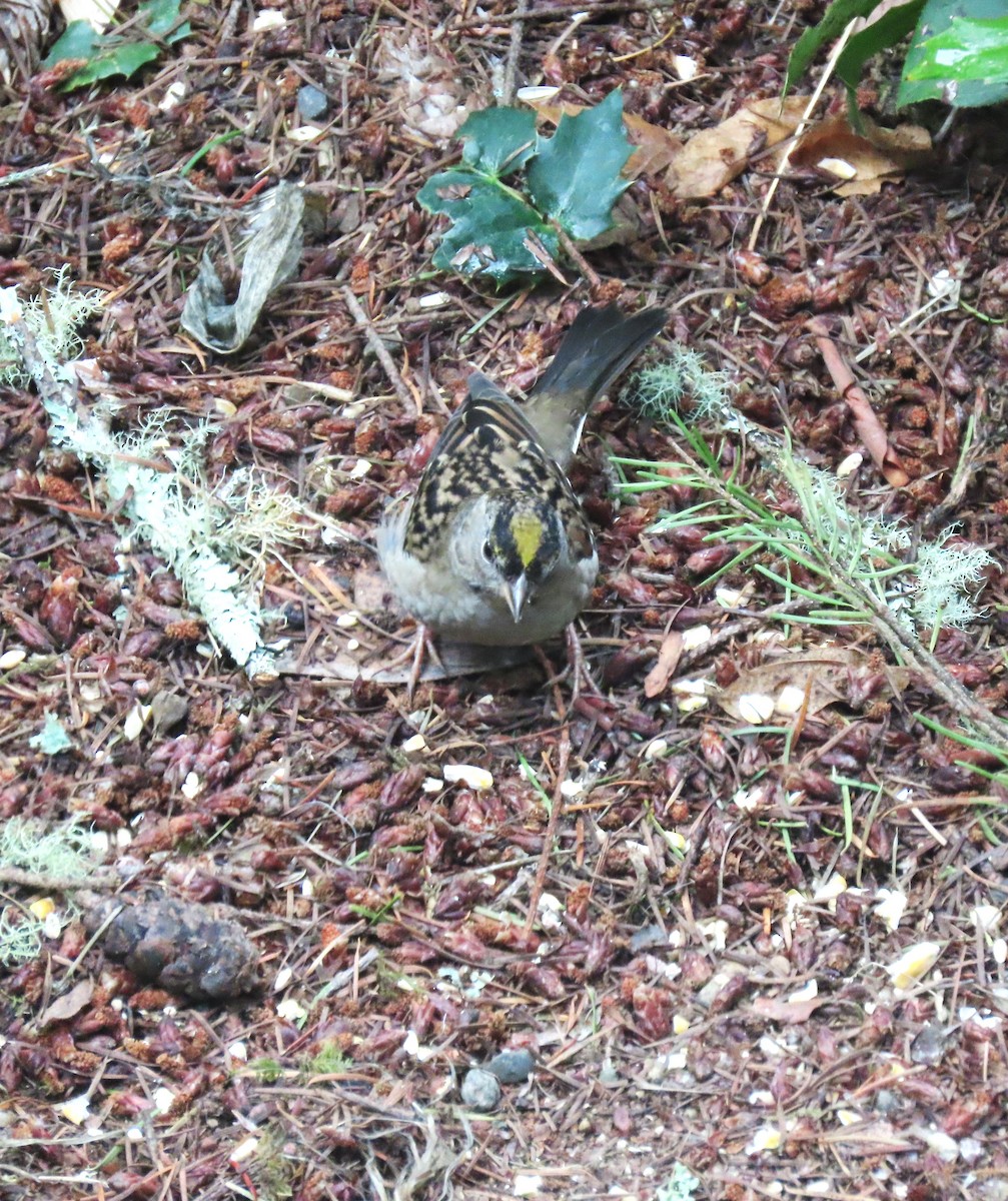 Bruant à couronne dorée - ML643310975
