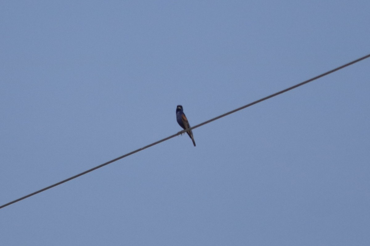 Guiraca bleu - ML643310981