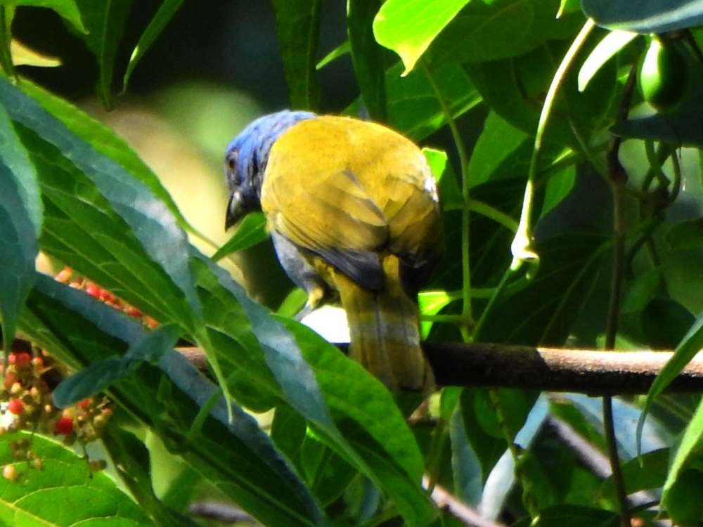 Blue-capped Tanager - ML643310987