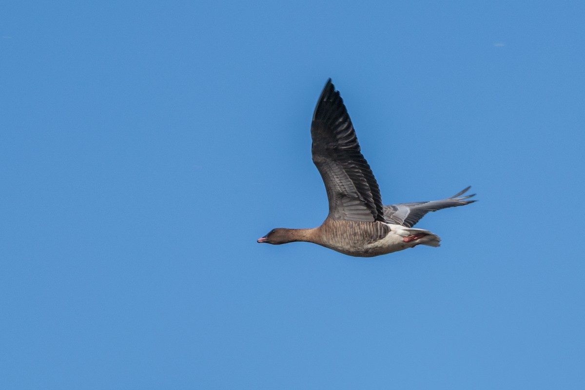 Pink-footed Goose - ML643311003