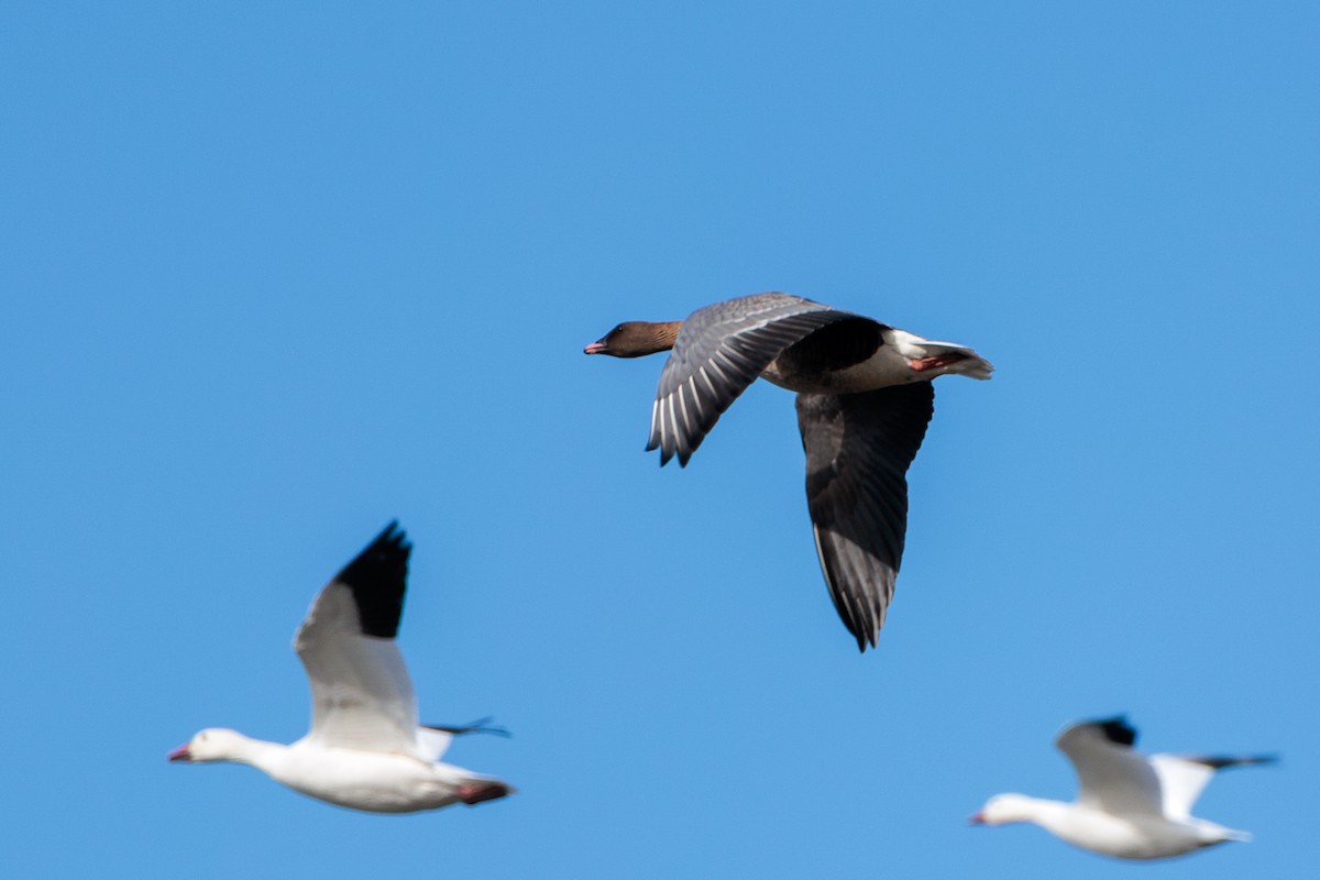 Pink-footed Goose - ML643311004