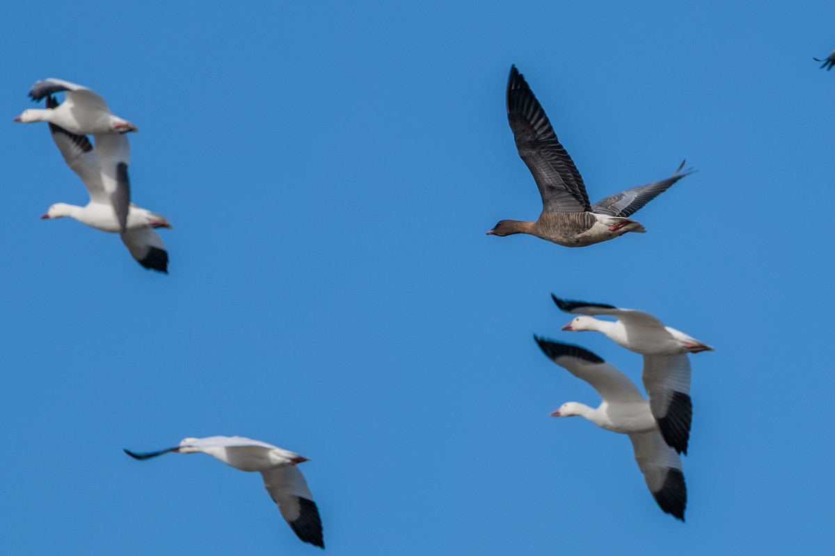 Pink-footed Goose - ML643311005