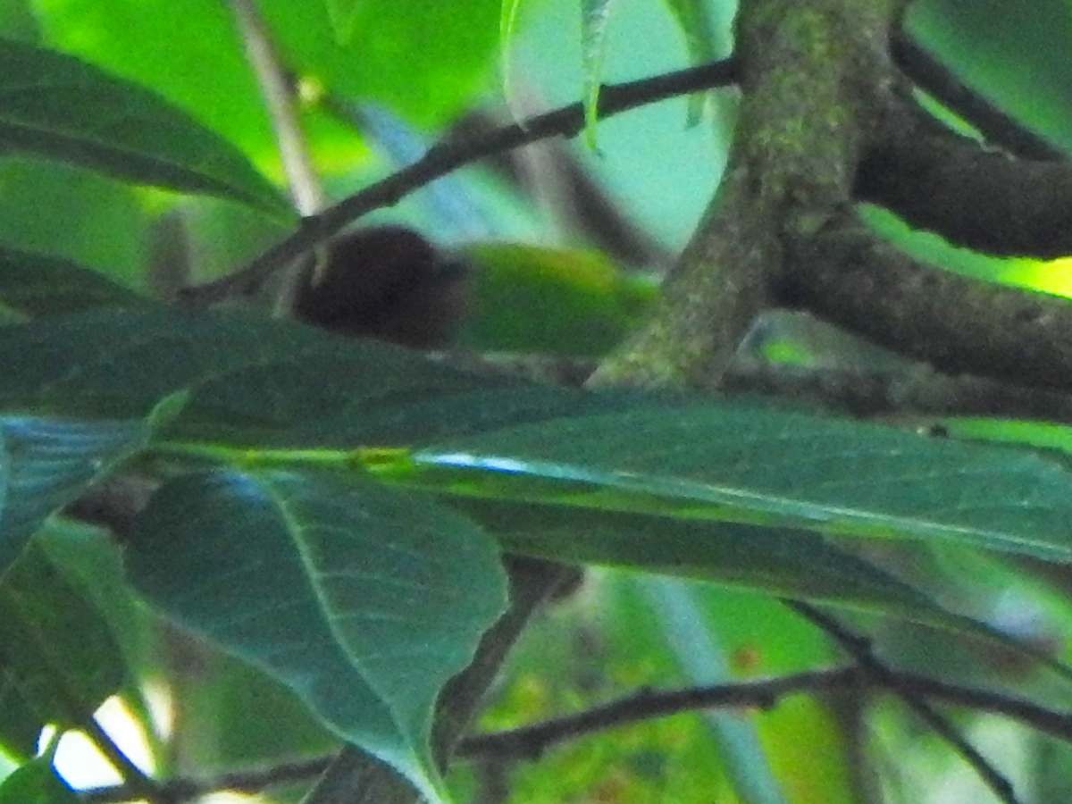 Bay-headed Tanager - ML643311006