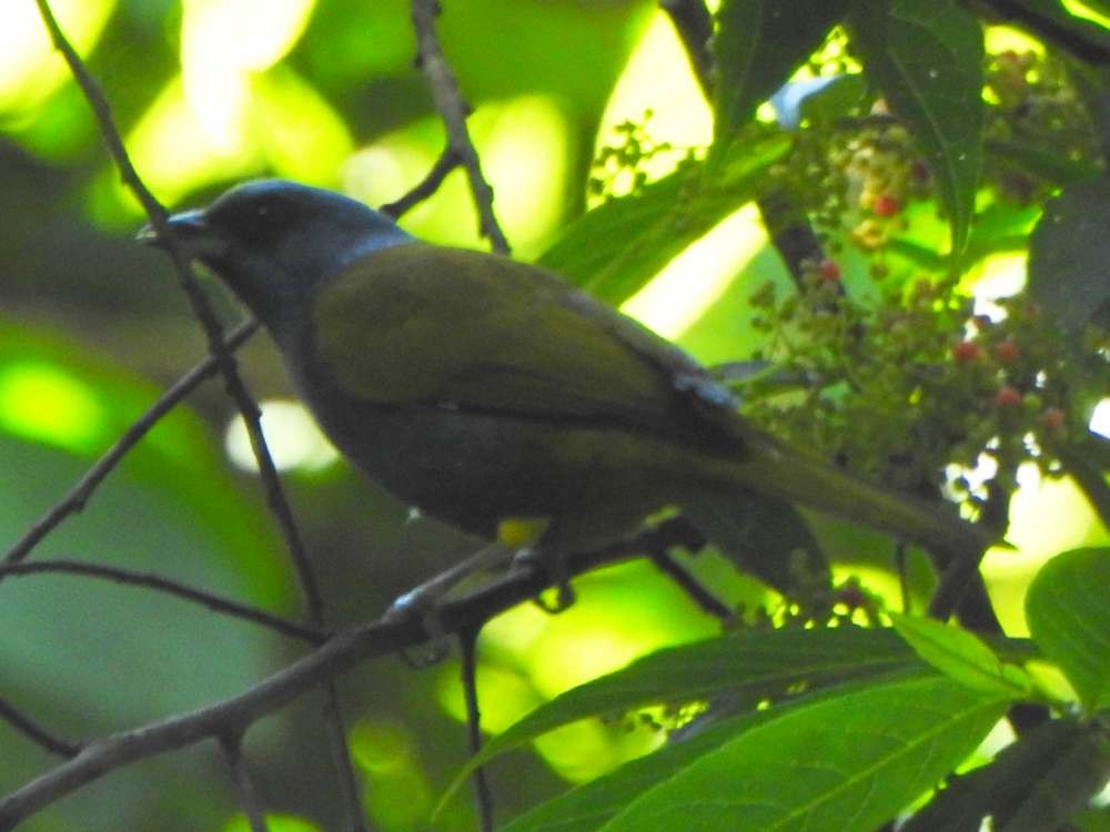 Blue-capped Tanager - ML643311015