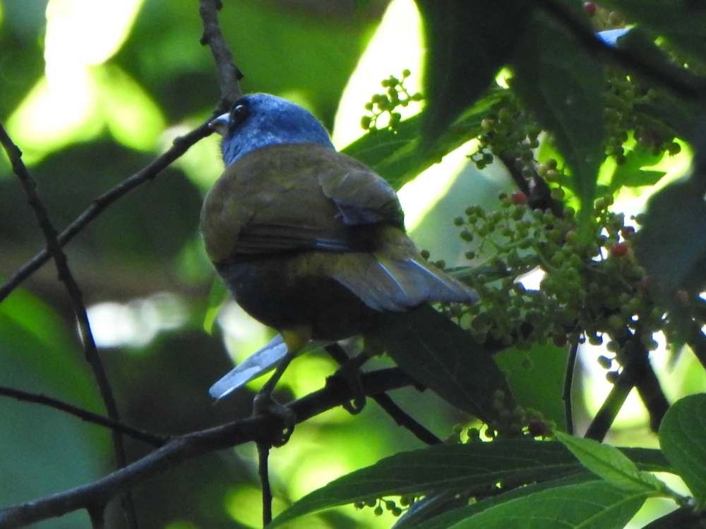 Blue-capped Tanager - ML643311018