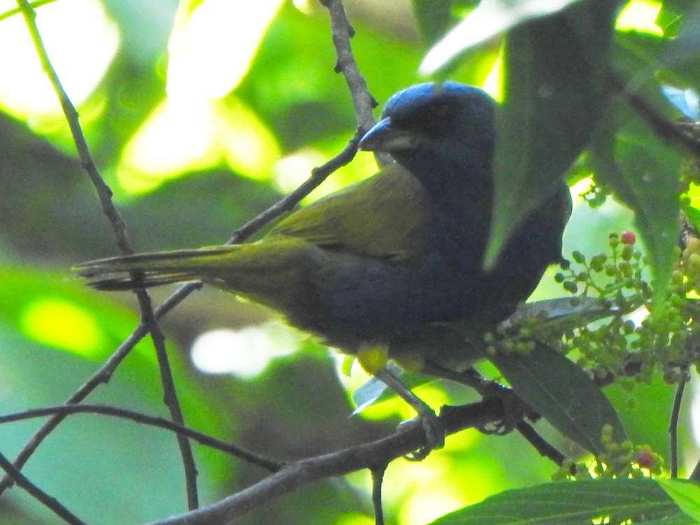 Blue-capped Tanager - ML643311027