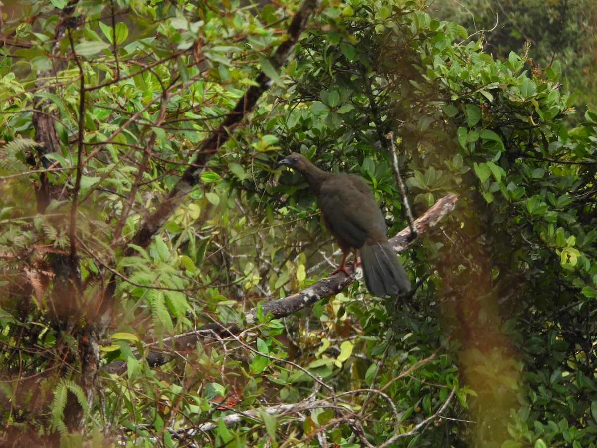 Sickle-winged Guan - ML643311040