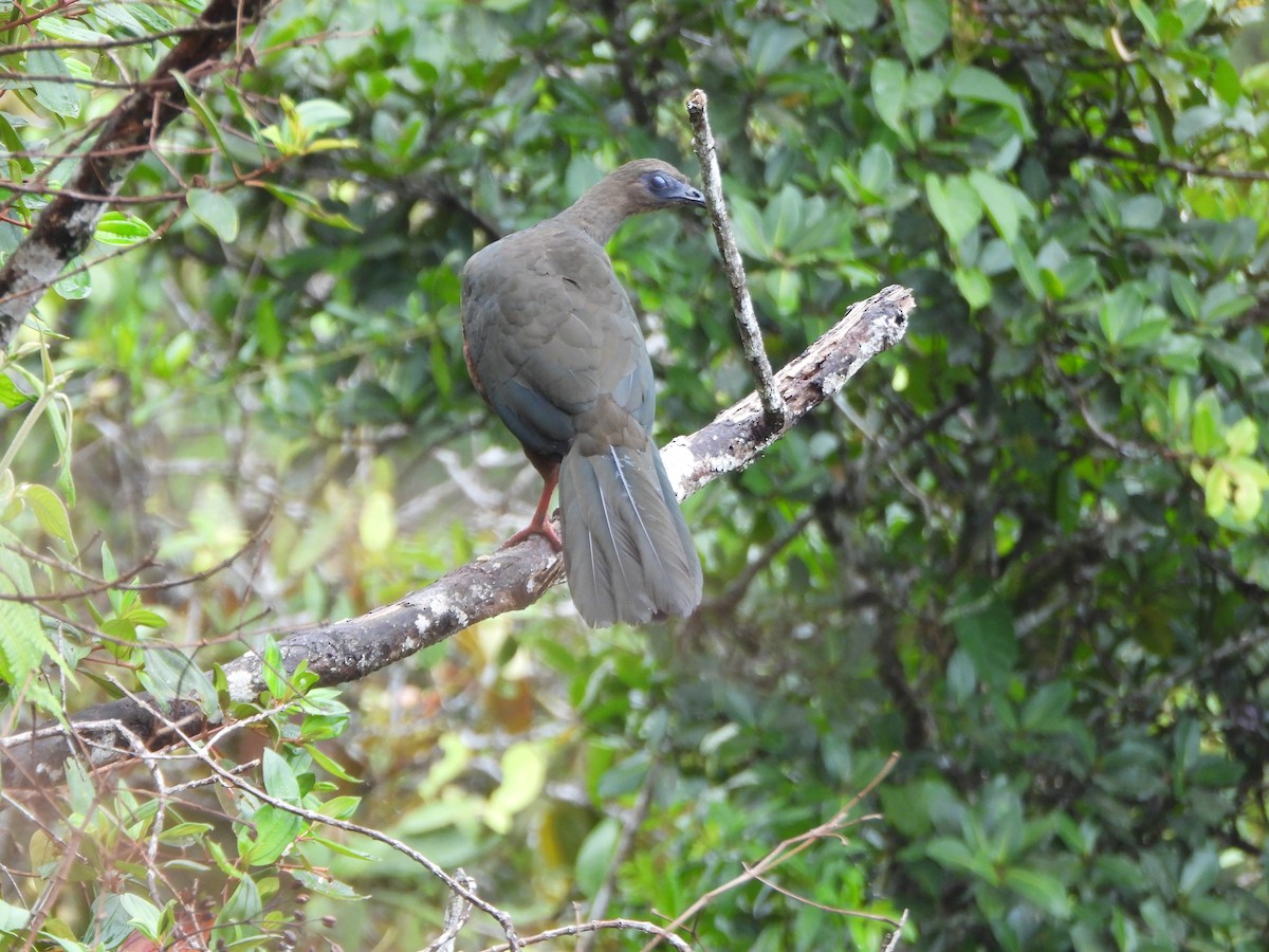 Sickle-winged Guan - ML643311043