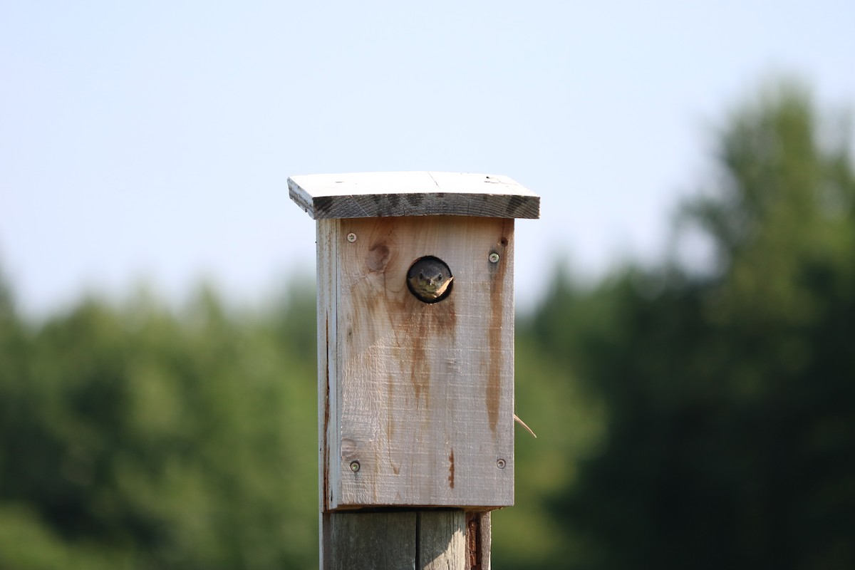 Eastern Bluebird - ML643311056