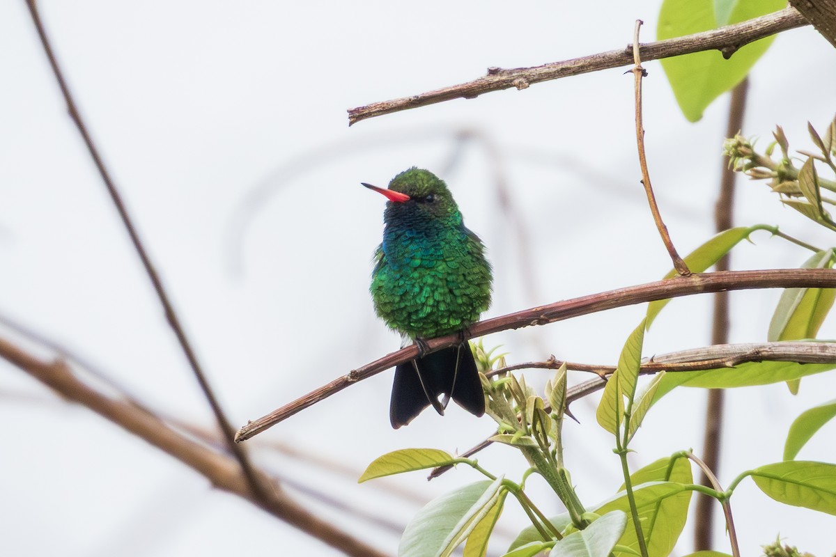 Glittering-bellied Emerald - ML643311076
