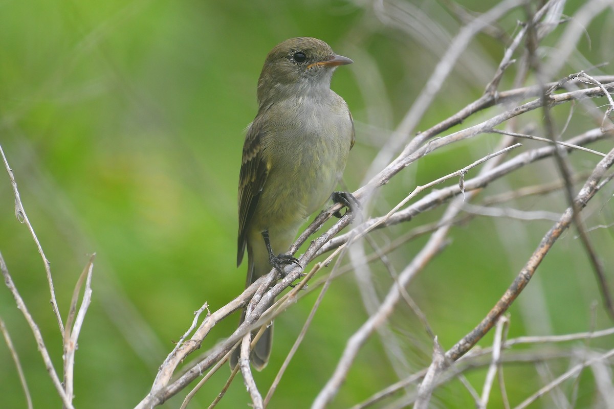 Caribbean Elaenia - ML643311088