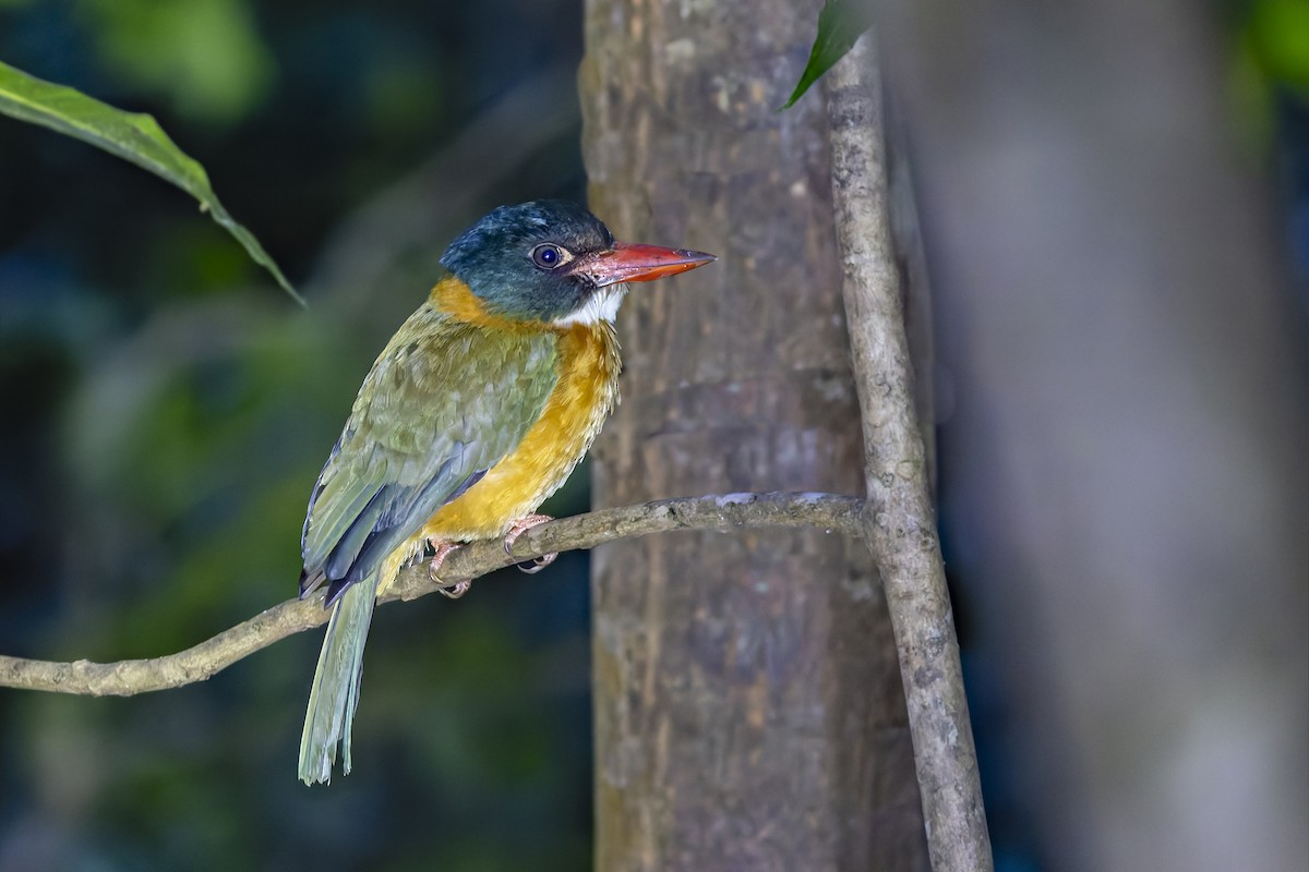 Green-backed Kingfisher (Black-headed) - ML643311114