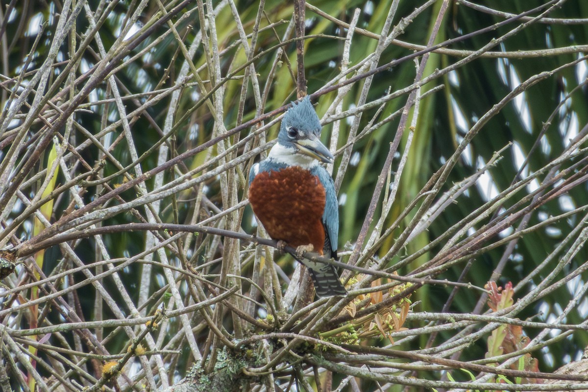 Ringed Kingfisher - ML643311118