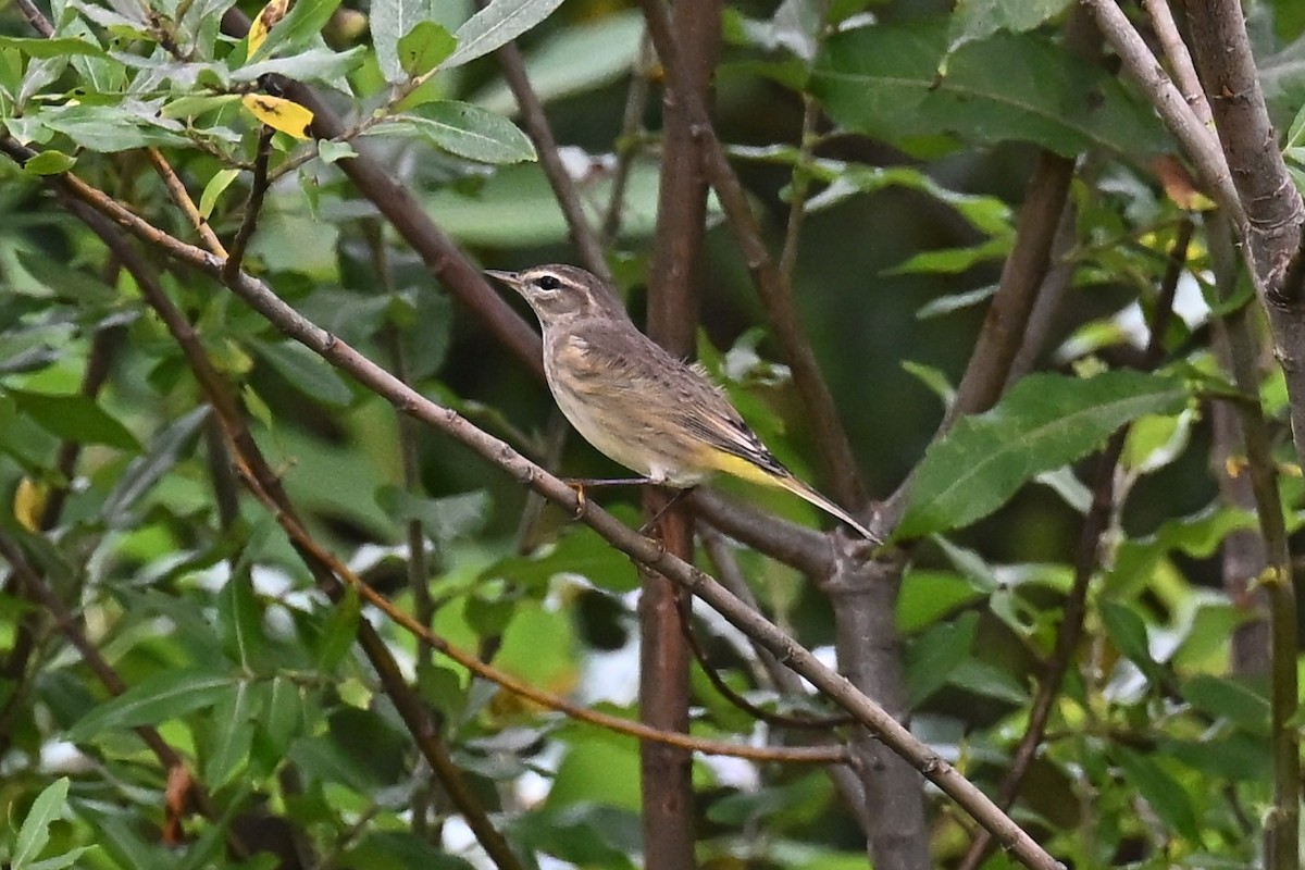 Palm Warbler - ML643311149