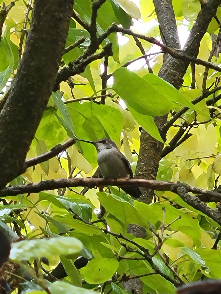 Anna's Hummingbird - ML643311169