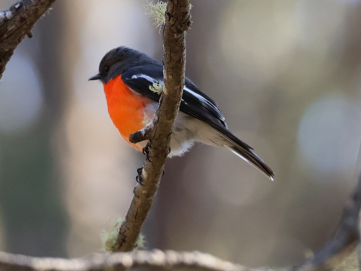 Flame Robin - ML643311195