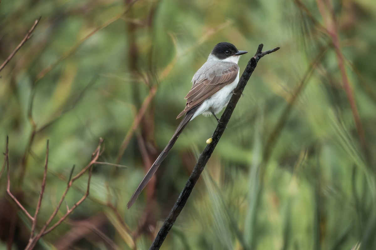 Fork-tailed Flycatcher - ML643311198