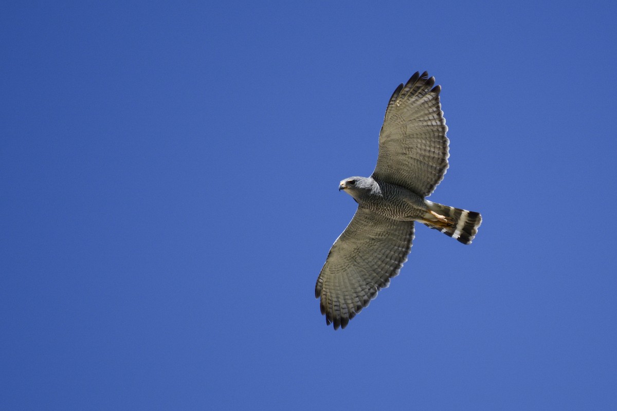 Gray Hawk - Patrick Maurice