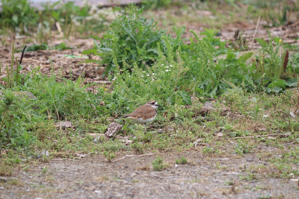 Killdeer - ML643311238