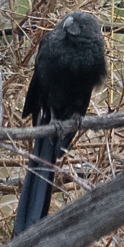 Groove-billed Ani - ML643311250