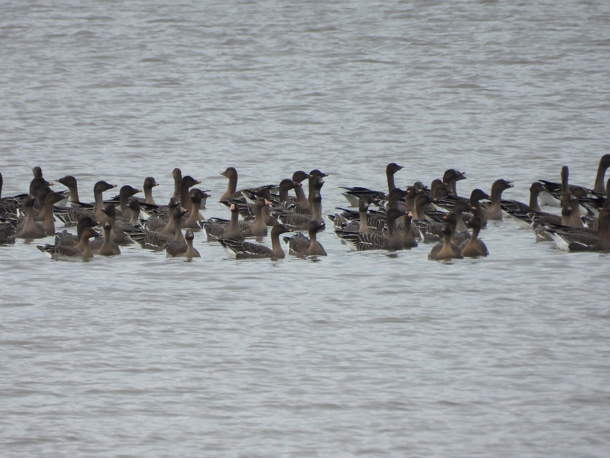 Tundra Bean-Goose - ML643311266