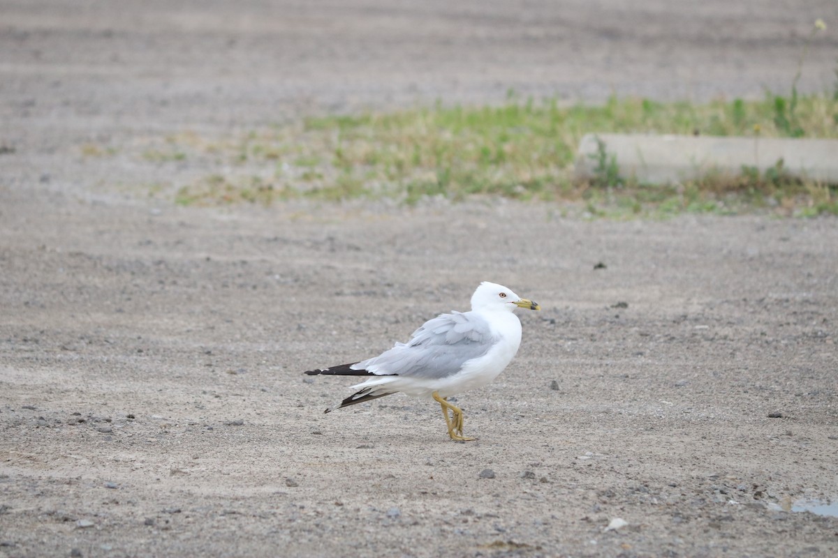 Ring-billed Gull - ML643311267