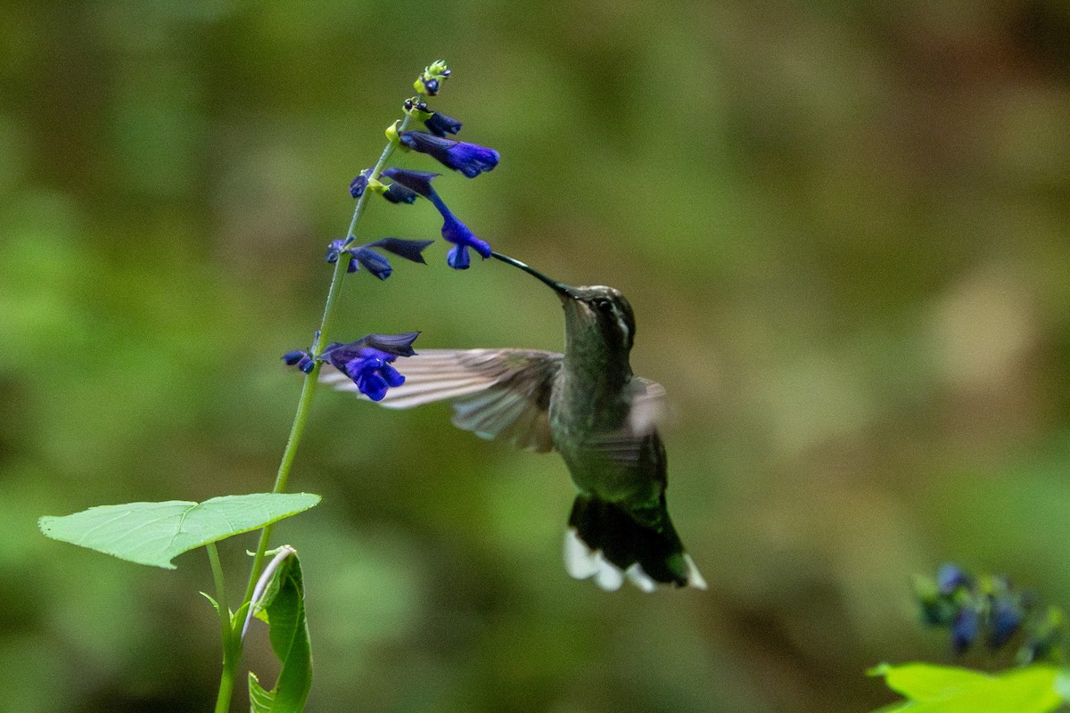 Blue-throated Mountain-gem - ML643311270