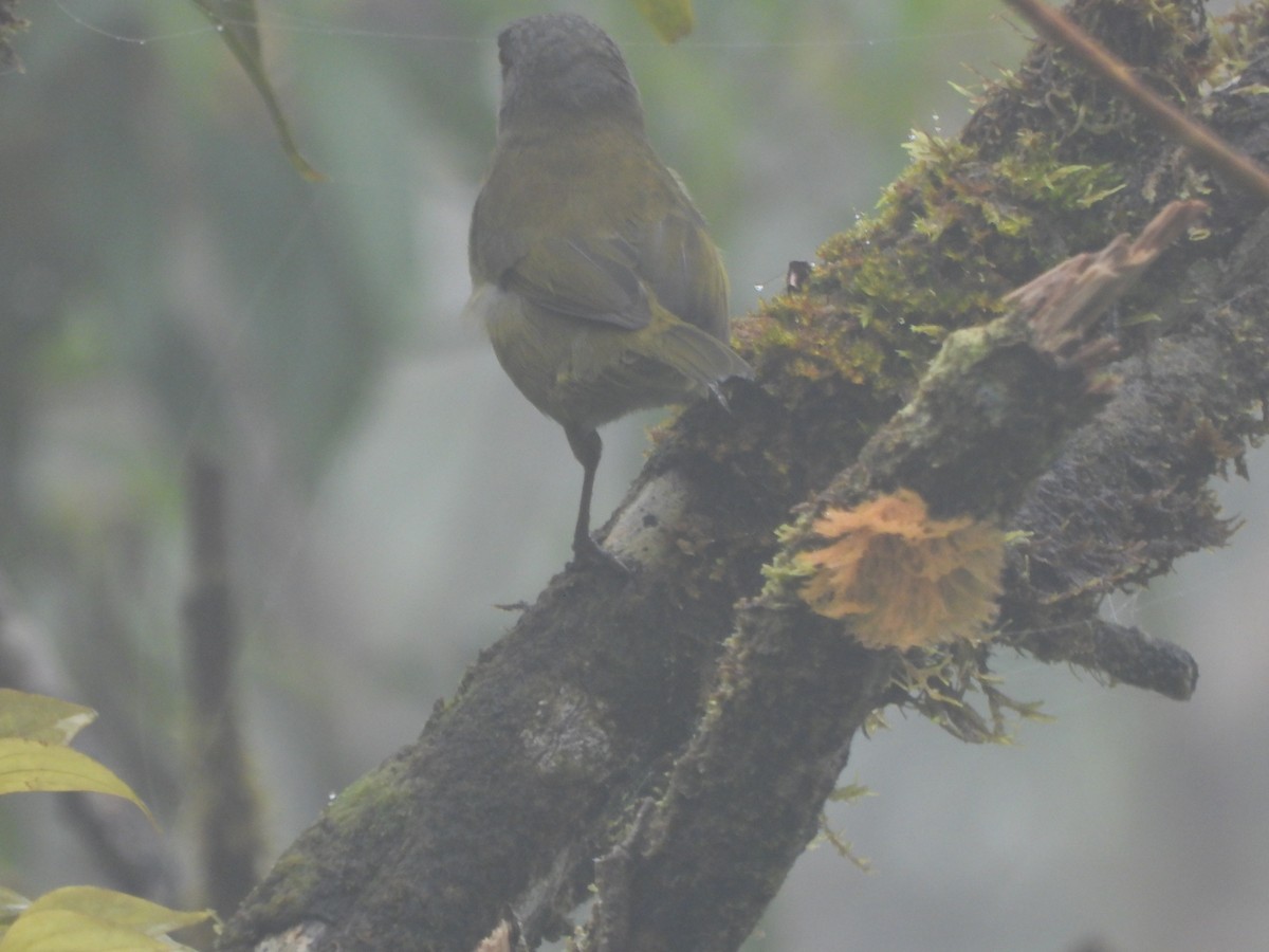 Dusky Chlorospingus - ML643311276