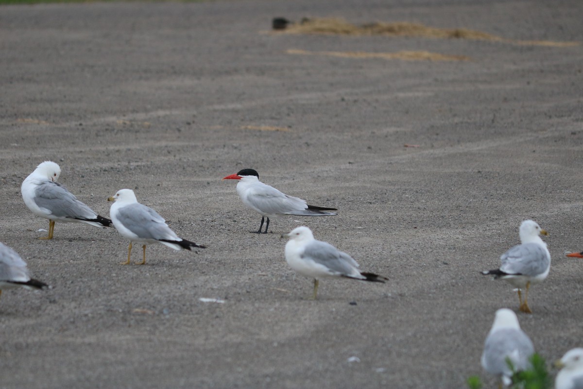 Caspian Tern - ML643311282