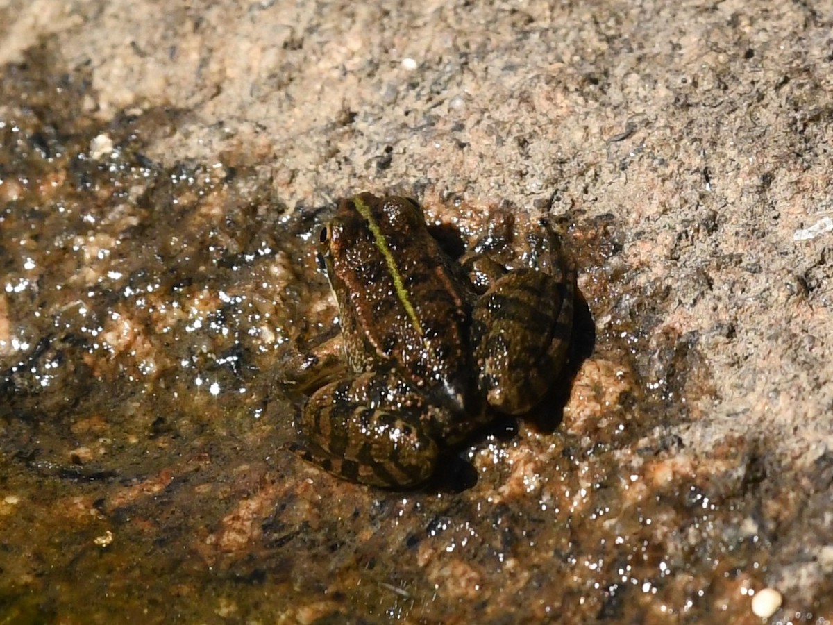 Rana di Perez - ML643311315