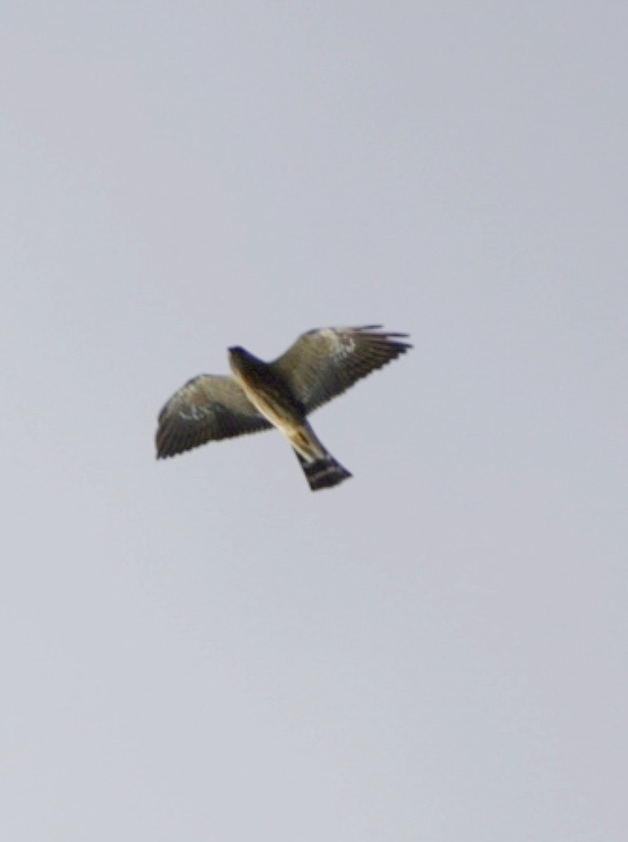 Mississippi Kite - ML643311334